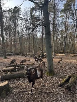 Mouflons Walking Through Forest Clearing Stock Photos
