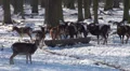 Mouflons in winter HD Footage
