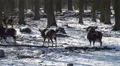 Mouflons in winter HD Footage