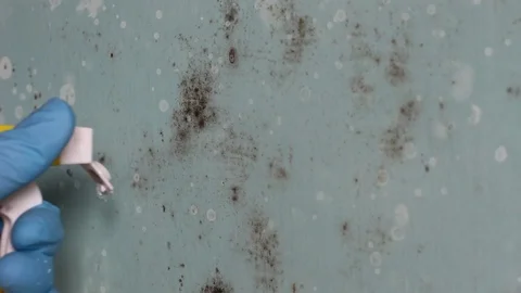 Mould and Mildew Remover, Killer and Cleaner Concentrate Spray Stock Footage 86201539