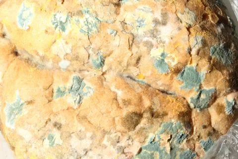 Mould growing on old bread Stock Photos