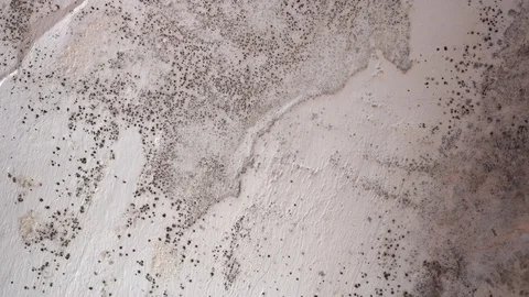 Mould is a kind of fungus that develops from airborne spores 動画素材 111453473