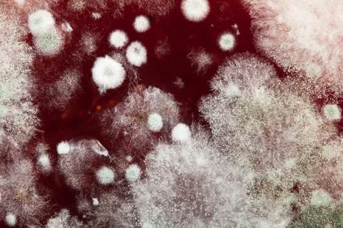 Mould Stock Photos