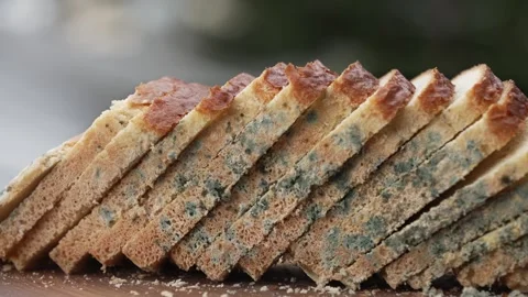 Mould spoilage of bread. Black bread mold Stock Footage 287401027