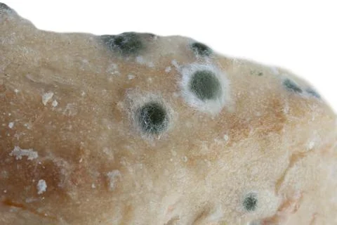 Mould spots growing on bread. Macro. Foto stock