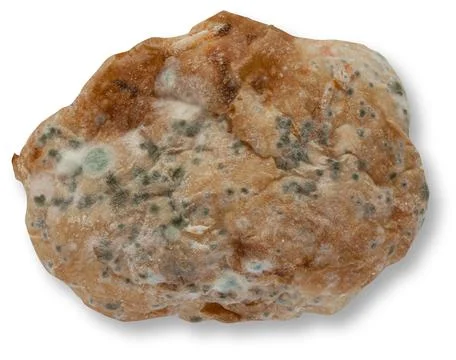 Mould spots growing on bread. Stock Photos