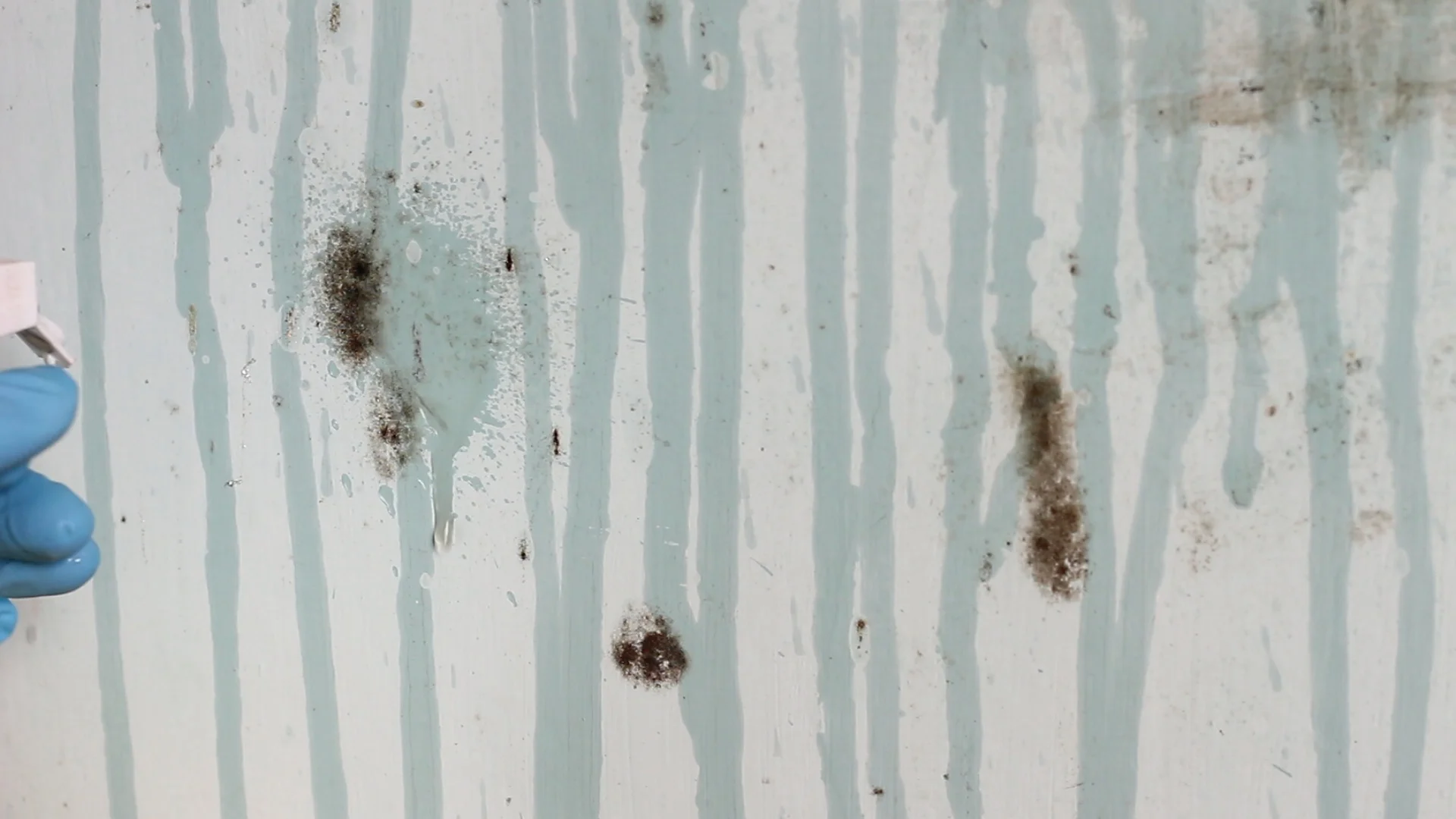Mould Spray Black Mold Clean Up Stock Footage 86201718