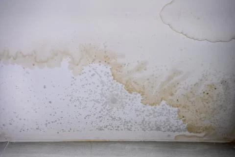 Mould stains on the ceiling Stock Photos