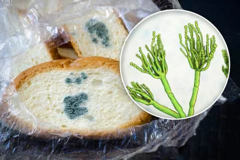 Mouldy bread and close-up view of Penicillium fungi, the causative agent of b Stock Illustration