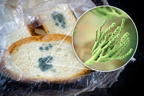 Mouldy bread and close-up view of Penicillium fungi, the causative agent of b Stock Illustration