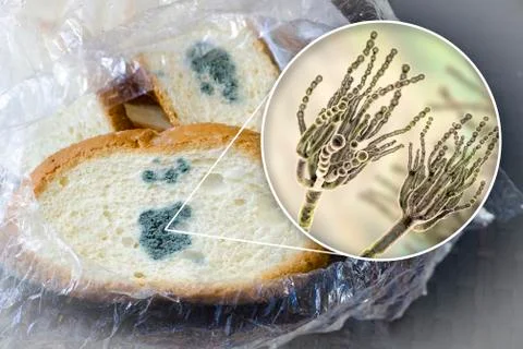 Mouldy bread and close-up view of Penicillium fungi, the causative agent of b Stock Illustration