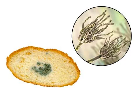 Mouldy bread and close-up view of Penicillium fungi, the causative agent of b Stock Illustration