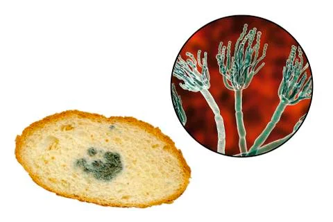 Mouldy bread and close-up view of Penicillium fungi, the causative agent of b Stock Illustration