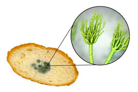 Mouldy bread and close-up view of Penicillium fungi, the causative agent of b Stock Illustration