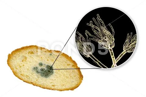 Mouldy bread and close-up view of Penicillium fungi, the causative ...