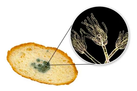 Mouldy bread and close-up view of Penicillium fungi, the causative agent of b Stock Illustration