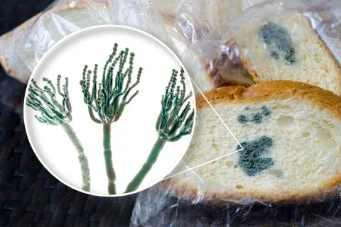 Mouldy bread and close-up view of Penicillium fungi, the causative agent of b Stock Illustration