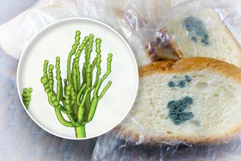 Mouldy bread and close-up view of Penicillium fungi, the causative agent of b Stock Illustration