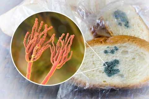 Mouldy bread and close-up view of Penicillium fungi, the causative agent of b Stock Illustration