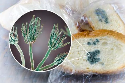 Mouldy bread and close-up view of Penicillium fungi, the causative agent of b Stock Illustration