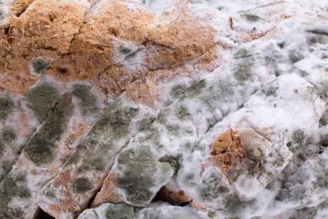 Mouldy bread Stock Photos