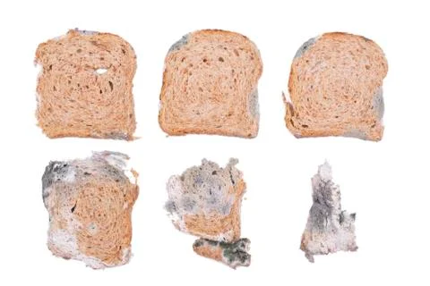 Mouldy bread Stock Photos