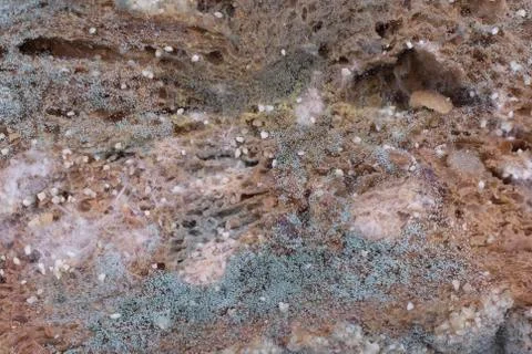 Mouldy bread Stock Photos