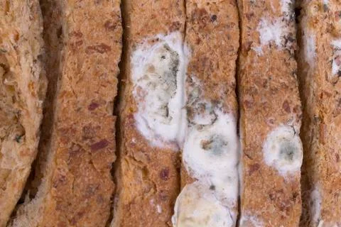 Mouldy bread Stock Photos
