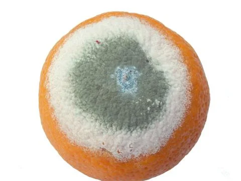 Mouldy Orange Stock Photos