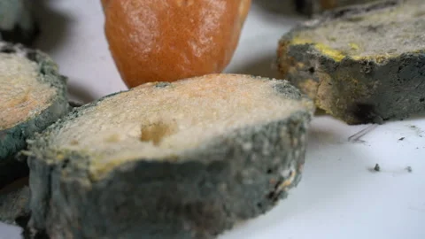 penicillium notatum on bread