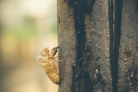 Moult of Cicada attach on a large tree bark in the forest. Stock Photos