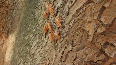 Moult  cicada Stock Footage 40545948