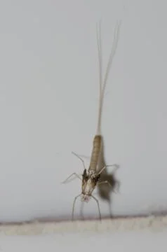 Moult of mayfly. Foto stock
