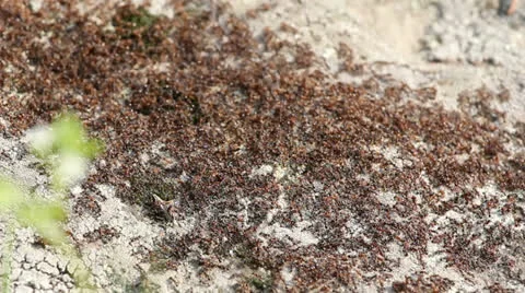 Mound of ants moving Stock Footage 23729517