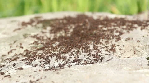 Mound of ants moving on stone, green background Stock Footage