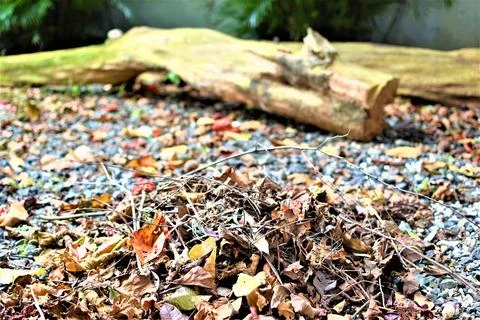 A mound of dry leaves in the backyard Stock Photos