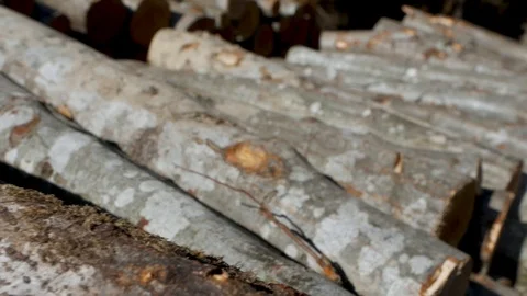 A mound of freshly cut trees/logs Vídeo Stock 124077490