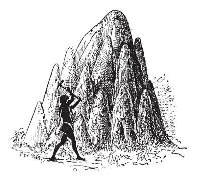 Mound or Termitaria, of Termite or Termitoidae, vintage engraving Stock Illustration