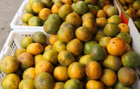 Mound of oranges in a container box Stock Photos