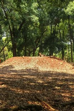 A mound of red soil in a clearing surrounded by lush green trees. Stock Photos