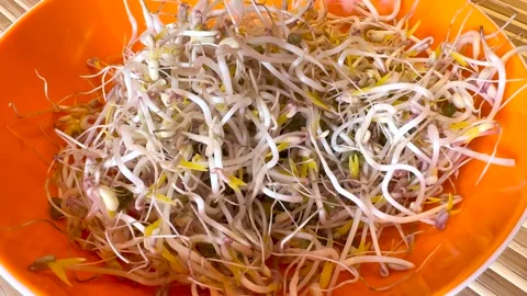 Mound of sprouted mung beans with small roots for eating an orange bowl on Stock Footage 270987335