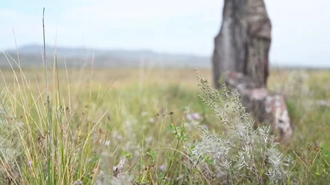 Mounds in the Khakas steppe. Stock Footage 147837878