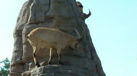 Mounlamb 스톡 동영상 512287