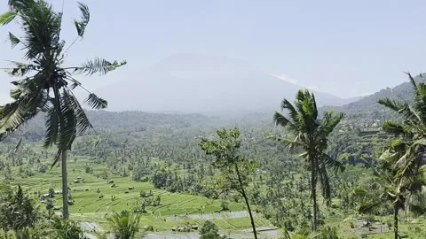 Mount Agung Volcano View Through Palm Trees Over Rice Terraces in Sidemen Bali Stock Footage 345376388