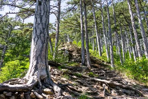 The mount Ai-Petri. Stock Photos