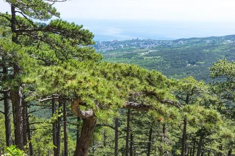 The mount Ai-Petri. Stock Photos