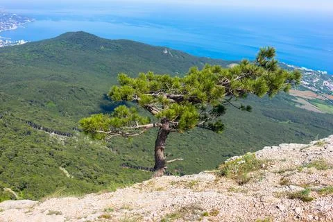 The mount Ai-Petri. Stock Photos