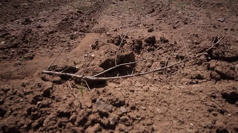 Mount and tree, vineyard Stock Footage 77596023