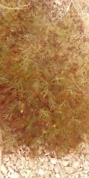 Mount Arbel Stock Photos