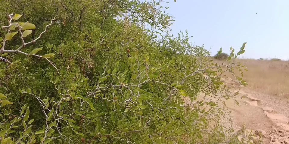 Mount Arbel Stock Photos